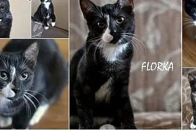 Pokochaj i przygarnij Florkę,  śląskie Gliwice