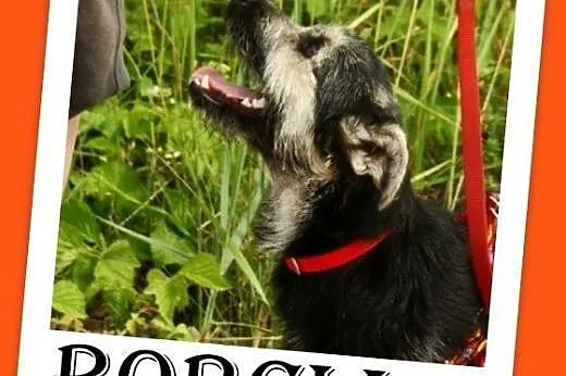 9 mies.mała,wesoła,delikatna suczka ROBCIA.Adopcja,  małopolskie Kraków