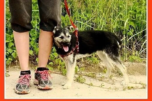 9 mies.mała,wesoła,delikatna suczka ROBCIA.Adopcja