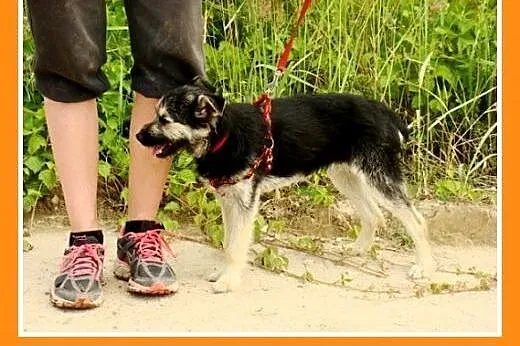 9 mies.mała,wesoła,delikatna suczka ROBCIA.Adopcja