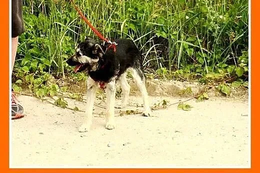 9 mies.mała,wesoła,delikatna suczka ROBCIA.Adopcja