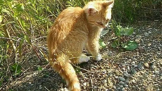 Oddam sympatycznego rudzielca, mazowieckie Warsza