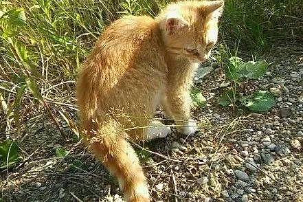 Oddam sympatycznego rudzielca,  mazowieckie Warsza