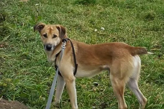 Młody, wesoły psiak Bafi