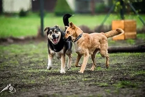 BERCIK - PSYcholog, PSYchiatra, PSYjaciel :) szuka