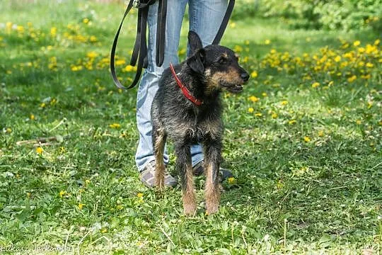 Cudny Całus w typie JAGDTERIER czeka w Schronisku 