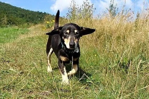 Cudowny jamniczek KUBUŚ szuka swojego miejsca na z