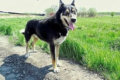 Hasan - niebieskooki psiak mix husky czeka na adop