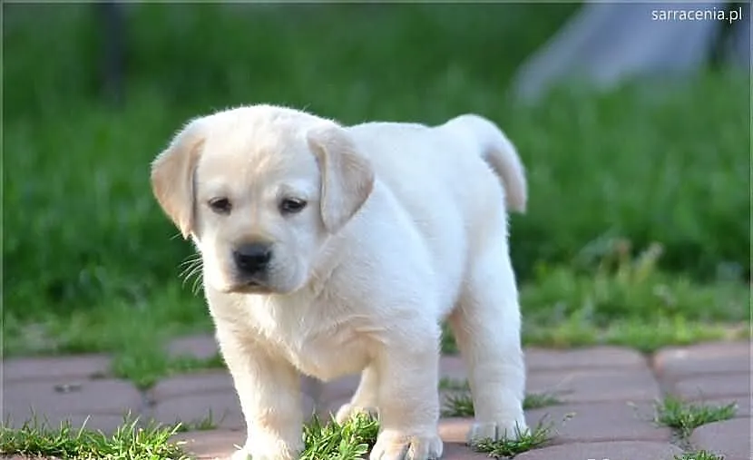 Labrador - szczeniak