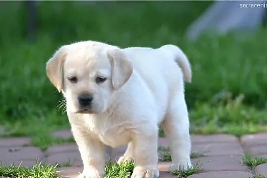 Labrador - szczeniak