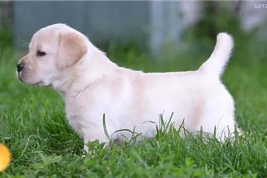 Labrador - szczeniak