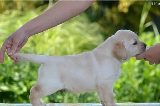 Labrador - szczeniak