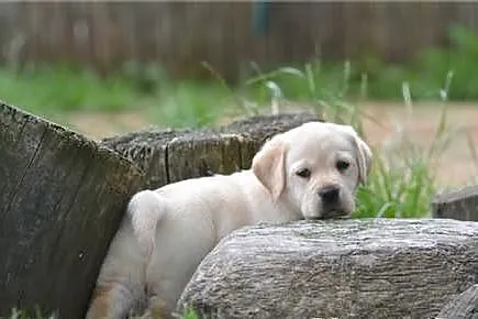 Labrador - szczeniak