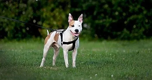 DANON vel Serek piękny amstaff czeka na dom, Amst