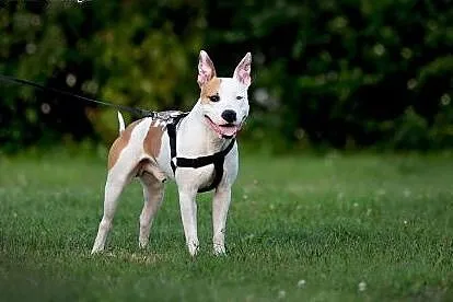 DANON vel Serek piękny amstaff czeka na dom, Amstaff cała Polska