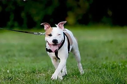 DANON vel Serek piękny amstaff czeka na dom,  Amst