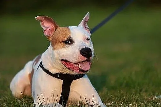 DANON vel Serek piękny amstaff czeka na dom,  Amst