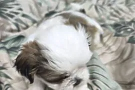Shih tzu szukają domów