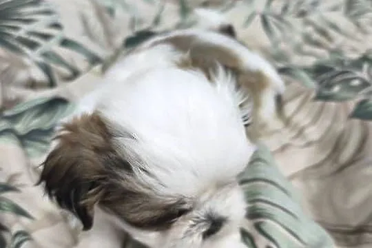 Shih tzu szukają domów