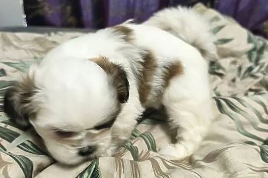 Shih tzu szukają domów, Warmińsko-mazurskie, Szczytno