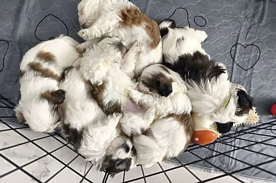 Shih tzu szukają domów, Warmińsko-mazurskie, Szczytno