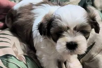 Shih tzu szukają domów, Warmińsko-mazurskie, Szczytno