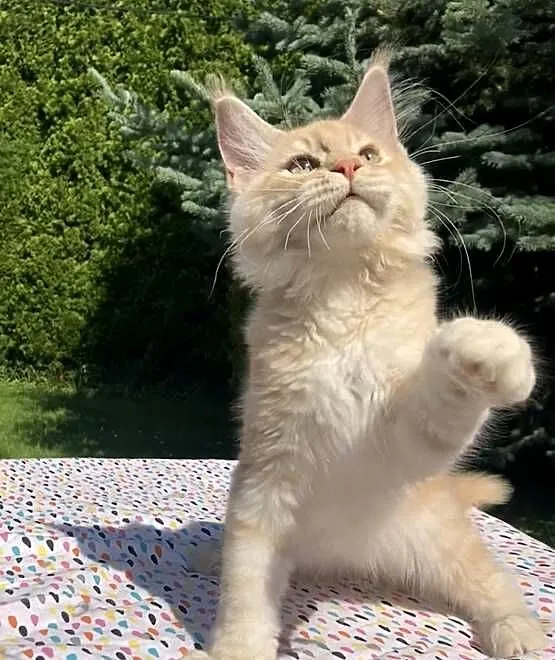 Maine Coon - kocurki po importach ! Linia Shaded !, Dolnośląskie, Wińsko