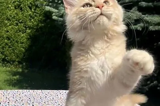 Maine Coon - kocurki po importach ! Linia Shaded !, Dolnośląskie, Wińsko