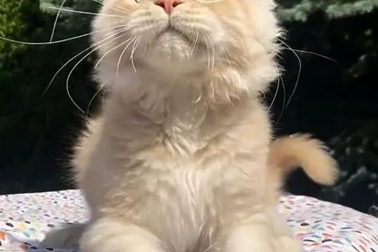 Maine Coon - kocurki po importach ! Linia Shaded !, Dolnośląskie, Wińsko