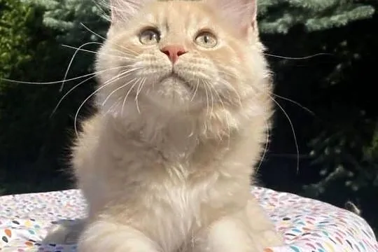 Maine Coon - kocurki po importach ! Linia Shaded !, Dolnośląskie, Wińsko
