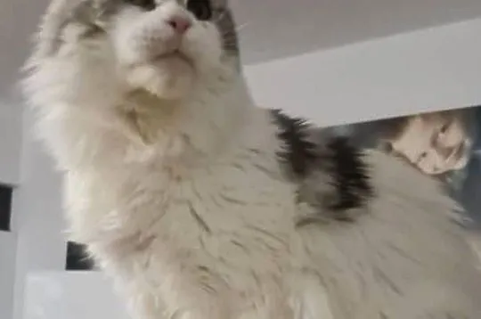 Maine Coon - kocurki po importach ! Linia Shaded !, Dolnośląskie, Wińsko