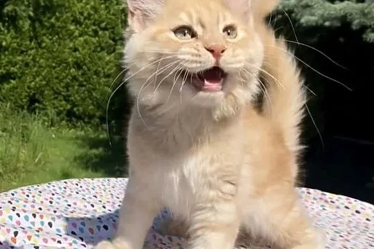 Maine Coon - kocurki po importach ! Linia Shaded !, Dolnośląskie, Wińsko