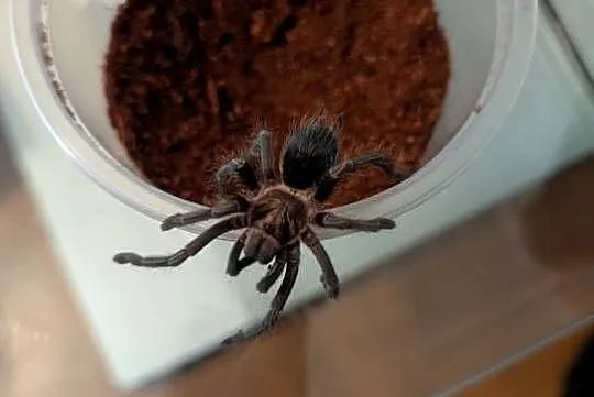 Jeden z piękniejszych pająków Phormictopus sp. dominican purple