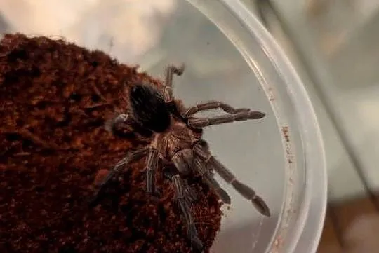 Jeden z piękniejszych pająków Phormictopus sp. dominican purple, Warmińsko-mazurskie, Olsztyn