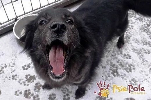 Kochana, miła, łagodna sunia dłuższa sierść Zuzanka ADOPCJA,  mazowieckie Warszawa, Mazowieckie, Warszawa