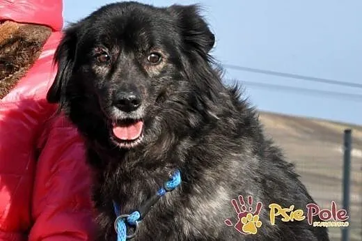 Kochana, miła, łagodna sunia dłuższa sierść Zuzanka ADOPCJA,  mazowieckie Warszawa, Mazowieckie, Warszawa