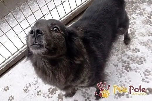 Kochana, miła, łagodna sunia dłuższa sierść Zuzanka ADOPCJA,  mazowieckie Warszawa, Mazowieckie, Warszawa