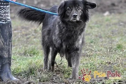 Kochana, miła, łagodna sunia dłuższa sierść Zuzanka ADOPCJA,  mazowieckie Warszawa, Mazowieckie, Warszawa