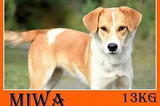 13kg,łagodna,wesoła,przyjazna,średnio aktywna suczka MIWA.Adopcja,  dolnośląskie Wrocław