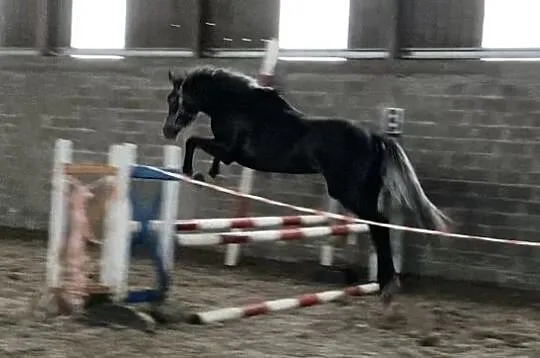 Quarter Horse wałach, , 