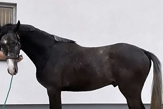 Quarter Horse wałach, , 