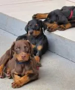 Śliczne szczenięta rasy doberman do adopcji e-mail: {{kellyclemence585@gmail.com}}