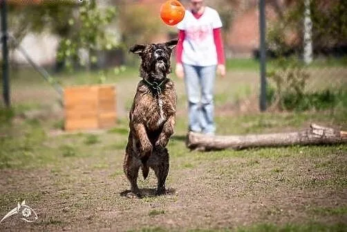 Londi wierna dama do adoptowania ,  małopolskie Kr