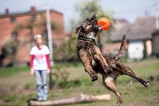 Londi wierna dama do adoptowania ,  małopolskie Kr