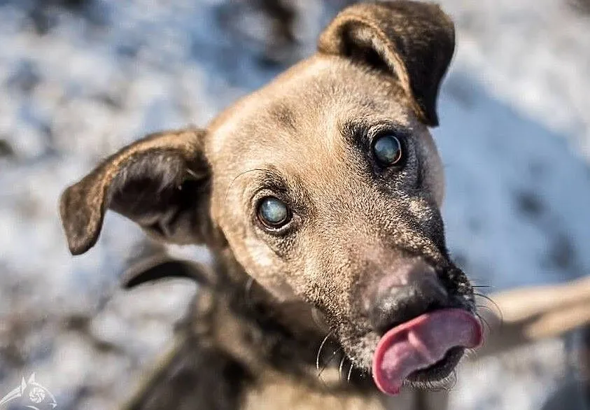 MIKOŁAJ poleca się do adopcji :), , Wrocław