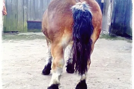 Koń zimnokrwisty