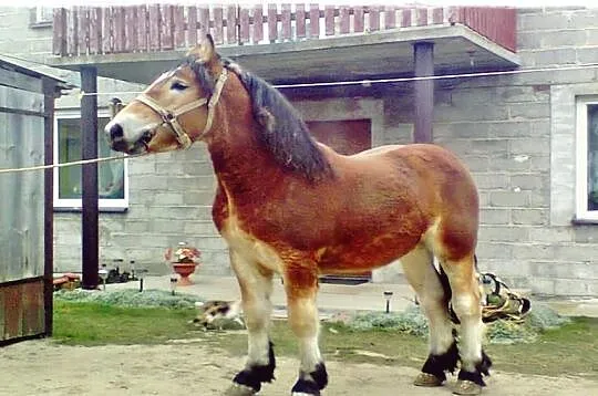 Koń zimnokrwisty