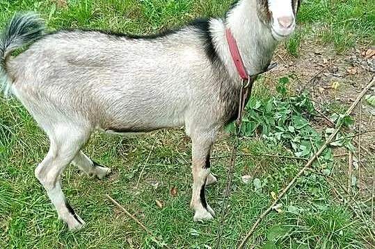 Sprzedam parę kóz półroczne, Mazowieckie, Mińsk Mazowiecki