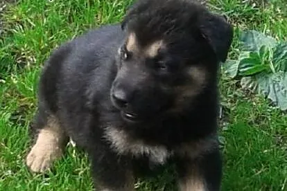 Adopcja oddam pieski,  zachodniopomorskie Police