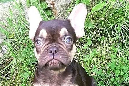 Buldog francuski piesek